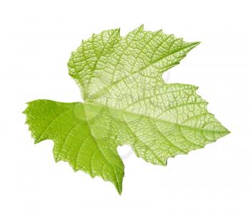 Vine vitis grapevine leaf isolated over white background