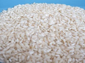 carnaroli rice, medium grained rice grown in the Pavia, Novara and Vercelli provinces of northern Italy used for Risotto