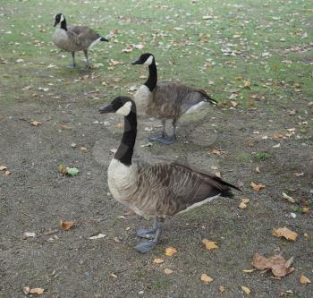 Canada Goose (Branta canadensis) animal of phylum Chordata, clade Ornithurae, class Aves (birds)