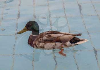 Duck bird in a pool of water