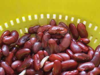 Kidney beans variety of common bean (Phaseolus vulgaris) legumes vegetables vegetarian food in a colander