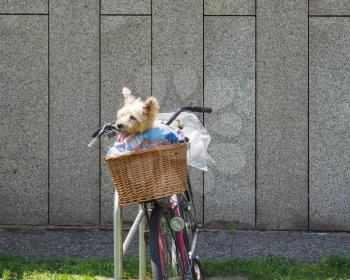 Small Yorkshire Terrier dog (aka Yorkie) in a bicycle basket in hot weather