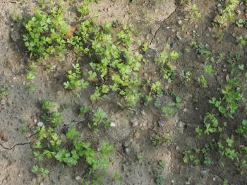 parsley cilantro coriander plant useful as a spice