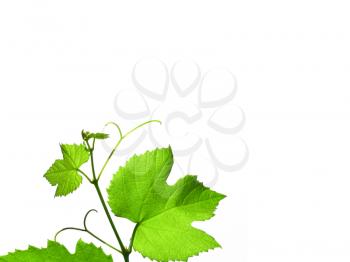 Green vine vitis grapevine leaves with copy space over white background