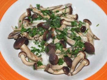 poplar mushrooms (Cyclocybe aegerita) aka velvet pioppini mushrooms food with parsley