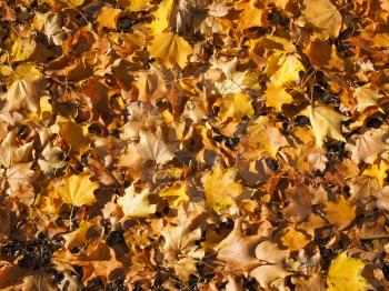 fallen leaves in autumn in a meadow useful as a background
