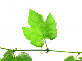 Green vine vitis grapevine leaves isolated over white