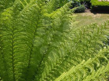green fern (Leptosporangiate ferns) plant leaves background