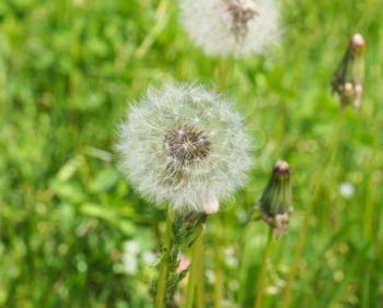 Taraxacum officinale common dandelion herbaceous perennial plant