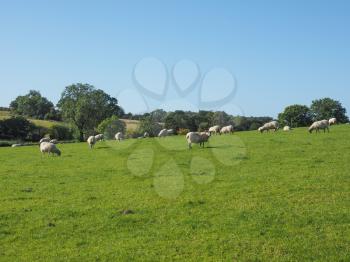 Flock of sheep in the English countryside in Tanworth in Arden Warwickshire, UK