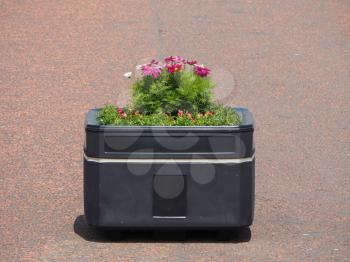 flowerpot with pink white and violet flowers