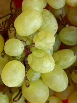 Grape of vitis picture