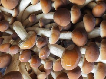 poplar mushrooms (Cyclocybe aegerita) aka velvet pioppini mushroom mushrooms food