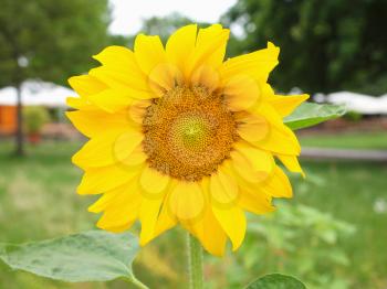 Yellow Helianthus Annuus Sunflower flower