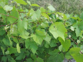 Vitis (Vitaceae) aka vine or grapevine plant