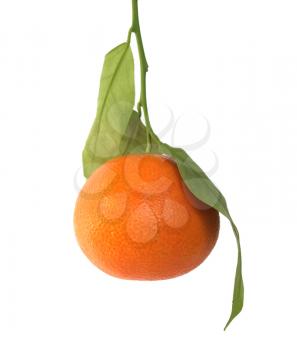 Mandarin orange or mandarine citrus fruit isolated over white