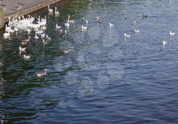 white swans (scientific name Cygnus) animals in a pond