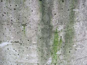 weathered grey concrete with moss texture useful as a background