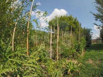 Vegetable garden aka vegetable patch or vegetable plot with tomato plants seen with fisheye lens