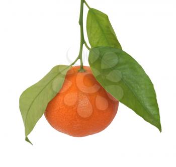 Mandarin orange or mandarine citrus fruit