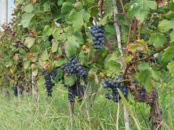 grapevine with ripe grapefruit in a vineyard for wine making