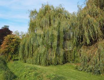 Weeping willow (Salix babylonica) aka Babylon willow tree