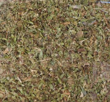 Oregano herb aka wild marjoram or majorana or sweet marjoram