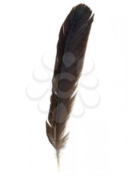 A bird feather isolated over white background