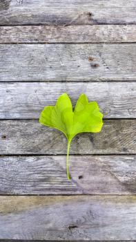 Ginko biloba on wooden background. Green leaf medicinal plant on board texture

