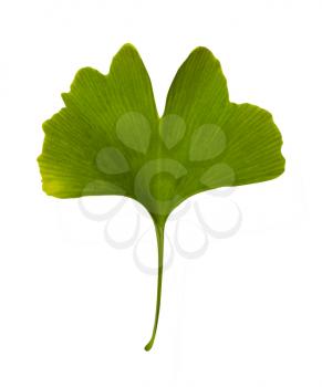 Ginkgo biloba isolated. Green leaf medicinal plant on white background
