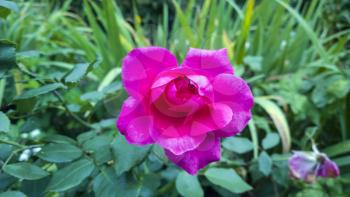 Pink rose. Beautiful flower in garden. Floral background
