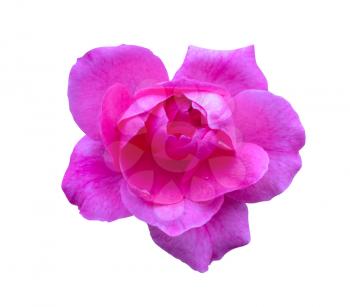 Pink rose isolated. Beautiful flower on white background

