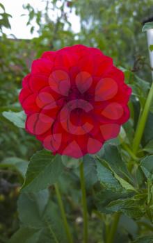 Dahlia Red. Beautiful flower in garden. Floral background
