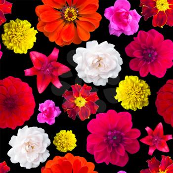 Garden flowers pattern seamless. Flower texture. marigold, Dahlir . Lily and zinnia. Rose .