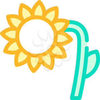 sunflower plant color icon vector. sunflower plant sign. isolated symbol illustration