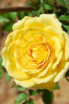 Royalty Free Photo of a Yellow Rose