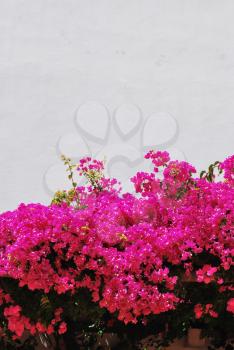 Royalty Free Photo of Bougainvillea Flowers