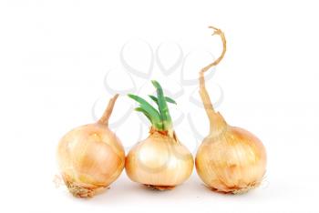 Royalty Free Photo of a Bunch of Onions