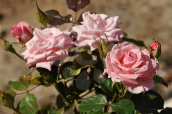 Royalty Free Photo of Pink Roses