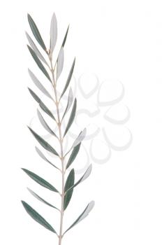 Royalty Free Photo of an Olive Tree Branch