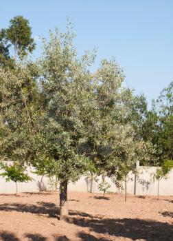 Royalty Free Photo of an Olive Tree