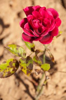 Royalty Free Photo of a Rose