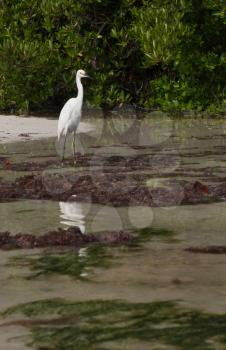 Royalty Free Photo of a White Heron in Antigua