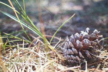 Closeup of a cone laying in the grass in a forest