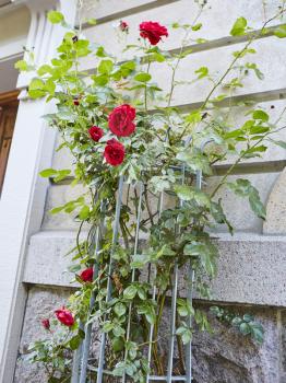 Red roses growing up a concrete building wall