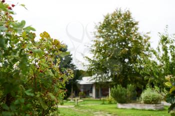 Closeup of a bush with berries in a park