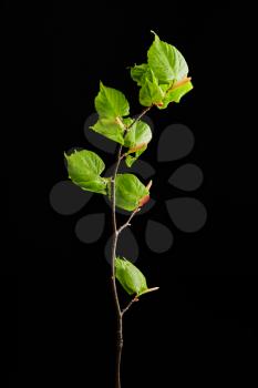 photography on black background of leaf on stem
