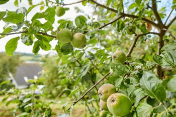 fresh apples in a apple tree in a garden