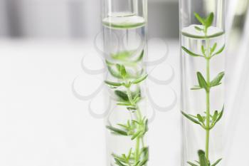 Test tubes with plants on blurred background, closeup�
