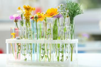 Test tubes with plants in holder on blurred background�